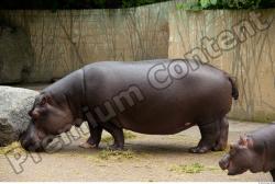 Whole Body Hippopotamus